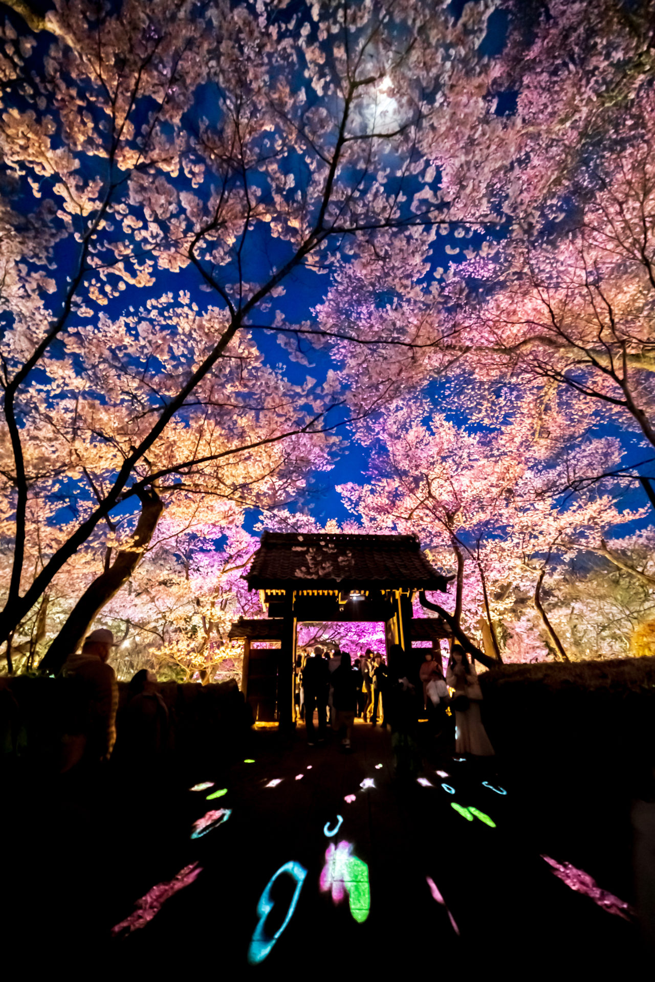 高遠城の桜門2023